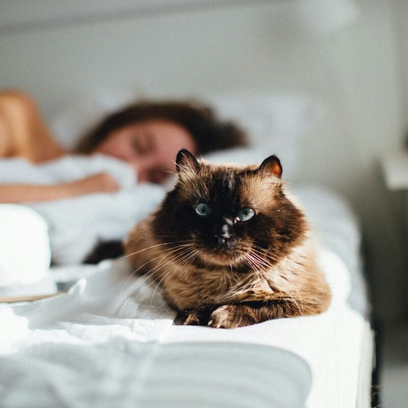 brown cat across person lying on bed