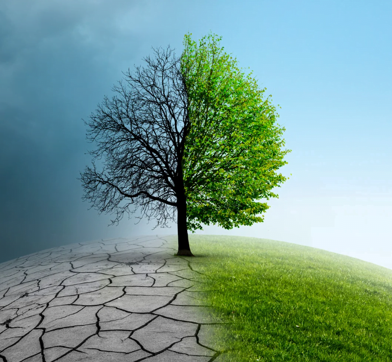 Tree on a globe in climate change