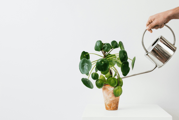 A hand watering a healthy green potted plant using a stainless steel watering can, symbolizing care and growth, against a minimalist white background.