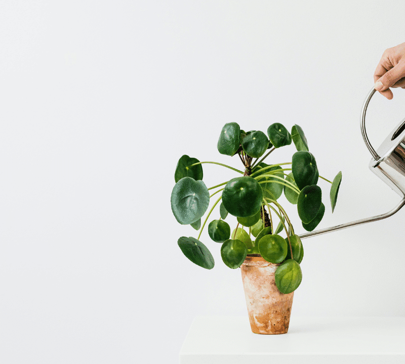 A hand watering a healthy green potted plant using a stainless steel watering can, symbolizing care and growth, against a minimalist white background.